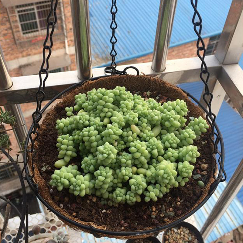 001-YZ01 14-inch Metal Chain Hanging Planter Basket Coir Liner Flower Pot (Round Shape)
